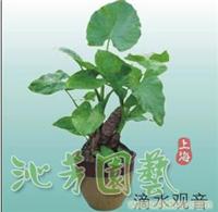滴水观音养护