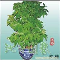 肉 桂 