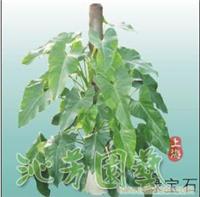 绿宝石植物