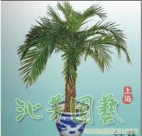 针葵树 