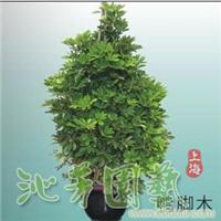 鸭脚木 