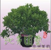非洲茉莉 