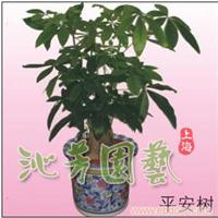 平安树植物 