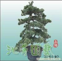 五针松 