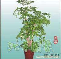 幸福树