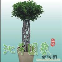金钱榕 