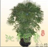 金山棕