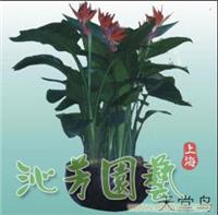 天堂鸟植物 