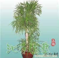 龙血树