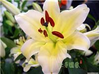 百合花 