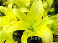 百合1 
