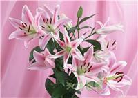 粉百合花 