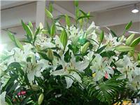 组合百合 
