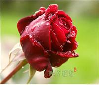 玫瑰花 