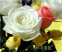 玫瑰花2 