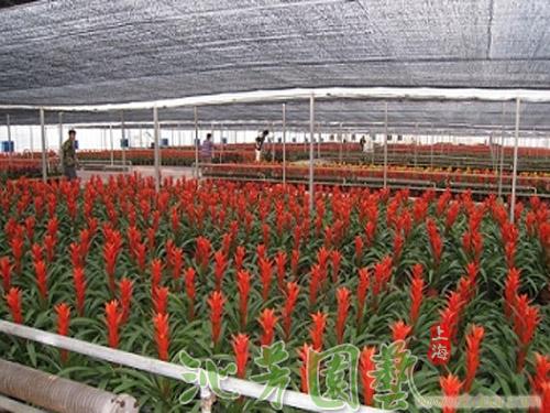 大花蕙兰基地�