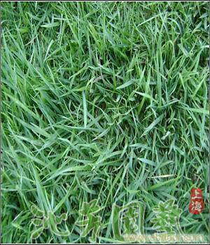 果岭草