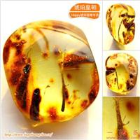 琥珀皇朝★波兰琥珀蜜蜡★罕品植物珀★内包树枝、草根带矿皮 