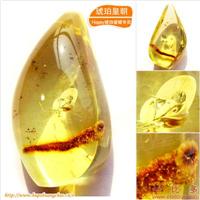 里面有美丽的黄金胆，完整的树枝 