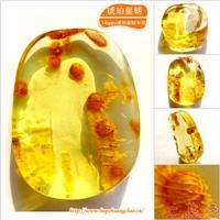 琥珀皇朝★波兰琥珀蜜蜡★罕品植物珀★内包树枝、草根带矿皮 