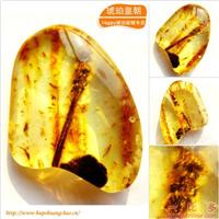 琥珀皇朝★波兰琥珀蜜蜡★罕品植物珀★内包树枝、草根带矿皮 