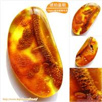 琥珀皇朝★波兰琥珀蜜蜡★罕品植物珀★内包树枝、草根带矿皮 