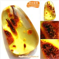 琥珀皇朝★波兰琥珀蜜蜡★罕品植物珀★内包树枝、草根带矿皮 