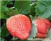 农家草莓
