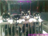 上海哪里有卖阿拉斯加  十字脸阿拉斯加雪橇犬