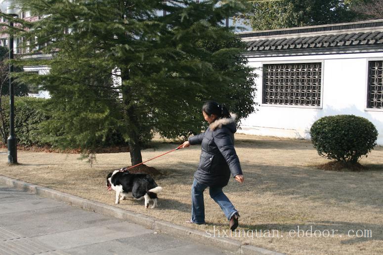 上海宠物培训初级教程随行