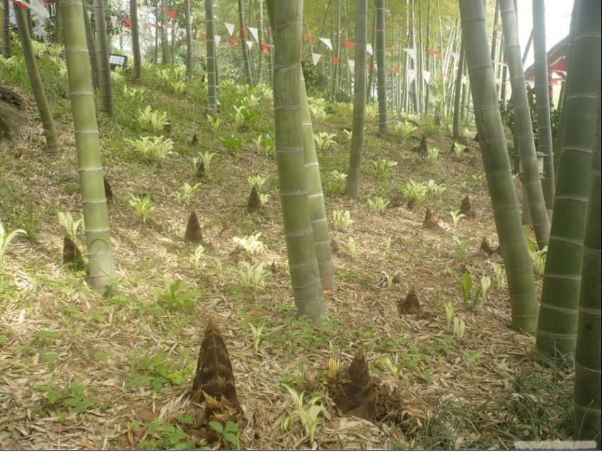 山庄雨后春笋