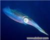 银磷章鱼|海水鱼观赏鱼