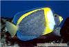 澳洲神仙|海水鱼观赏鱼价格