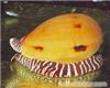 无脊椎动物-椰子螺