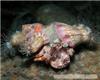 螅形美丽海葵|海洋观赏鱼 13701614709