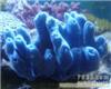 蓝海绵珊瑚|海水鱼珊瑚 13701614709