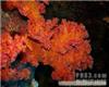 鸡冠珊瑚|珊瑚 13701614709