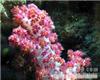 海鸡冠珊瑚|海水鱼珊瑚 13701614709