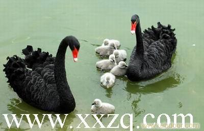 黑天鹅养殖-国内首家商业化养殖黑天鹅的企业