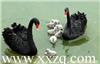 黑天鹅养殖-国内首家商业化养殖黑天鹅的企业