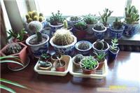 组装仙人球-上海植物租摆-植物租摆;室内植物租摆-植物租赁公司