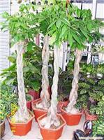 辫子发财树-上海办公植物租摆-上海盆栽植物租摆