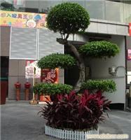 金钱榕-上海花卉租赁-上海花卉租赁公司-上海植物花卉租赁