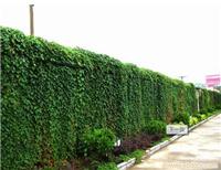 垂直绿化-垂直绿化公司-上海垂直绿化-垂直绿化墙