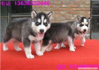 上海哪里有哈士奇雪橇犬卖 三火蓝眼哈士奇多少钱 价格