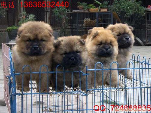 上海哪里有棕色肉嘴松狮幼犬卖 纯种健康肉嘴松狮多少钱