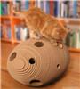 src="Cat/Kitten