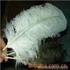 White ostrich feathers