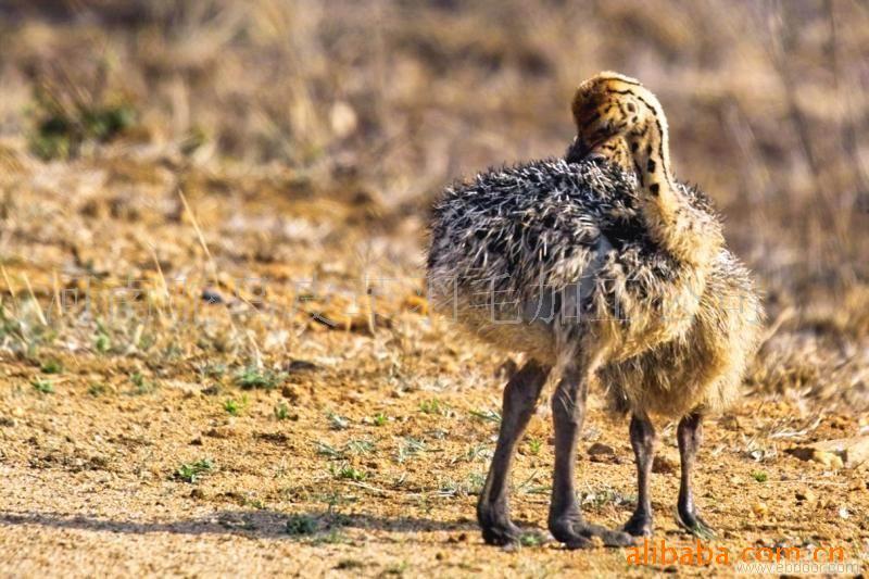 Wholesale supply of ostriches