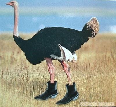 Supply large ostrich